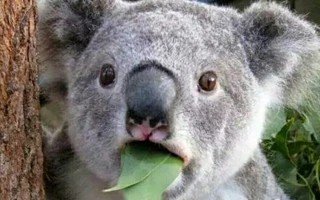 借網生大勢賺了兩年快錢后，考拉娛樂開始切入女性人群做點“慢”內容